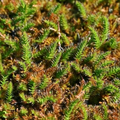 kotula-nowozelandzka-leptinella-squalida-zielony-dywanik-miniaturowa-bylina-okrywowa-sadzonka-sadzonki-zielona-para-zielonapara