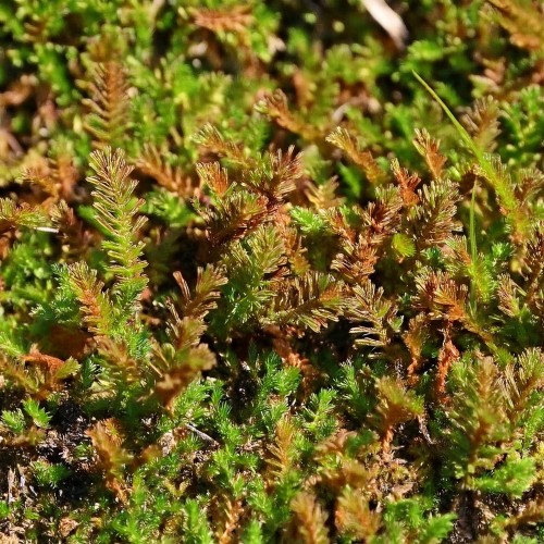 kotula-nowozelandzka-leptinella-squalida-zielony-dywanik-miniaturowa-bylina-okrywowa-sadzonka-sadzonki-zielona-para-zielonapara