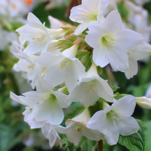 krzewuszka-cudowna-weigela-florida-candida-zielonapara-sadzonka-duza-zdrowa-biale-kwiaty