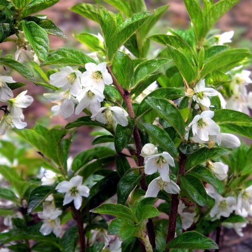 krzewuszka-cudowna-weigela-florida-candida-zielonapara-sadzonka-duza-zdrowa-biale-kwiaty
