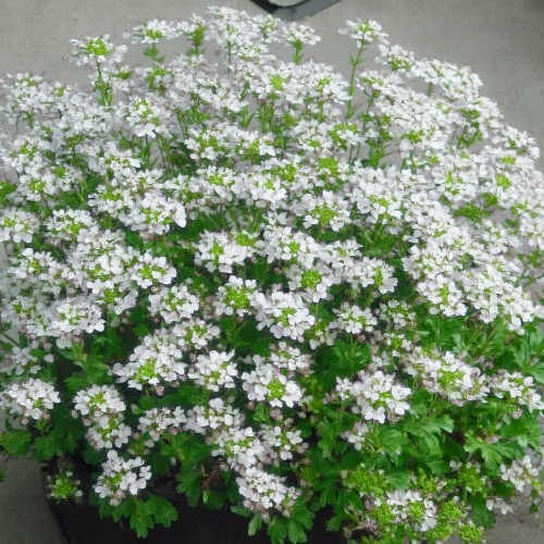 Firefly_stwórz zdjęcie identycznych kwiatów 885896 (2).jpg