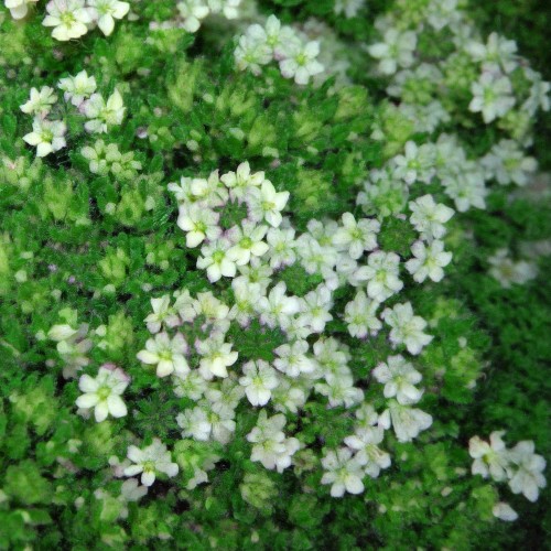 Firefly_stwórz zdjęcie identycznych kwiatów 885896 (3).jpg