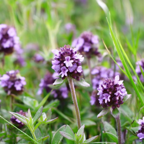 macierzanka-thymus-serpyllum-aureus-zielonapara-sadzonka-duza-zdrowa-zlociste-liscie.jpg
