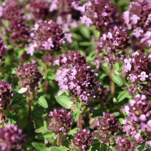 macierzanka-thymus-serpyllum-aureus-zielonapara-sadzonka-duza-zdrowa-zlociste-liscie.jpg