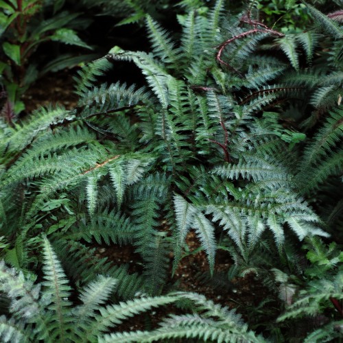 wietlica-japonska-athyrium-niponicum-srebrzyste-liscie-ozdobna-paproc-sadzonka-sadzonki-zielona-para-zielonapara