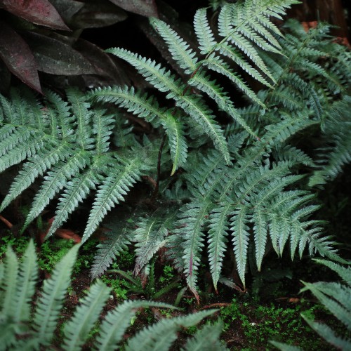 wietlica-japonska-athyrium-niponicum-srebrzyste-liscie-ozdobna-paproc-sadzonka-sadzonki-zielona-para-zielonapara