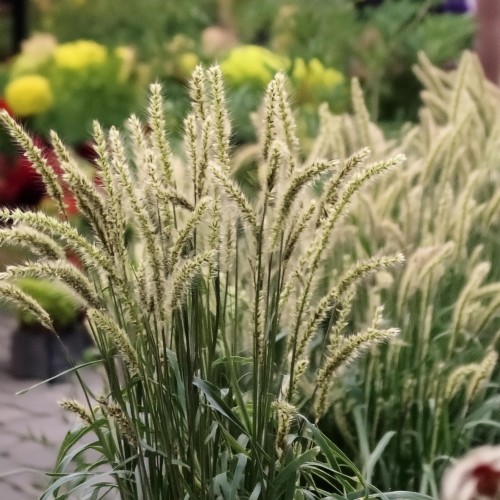 Perłówka orzęsiona 