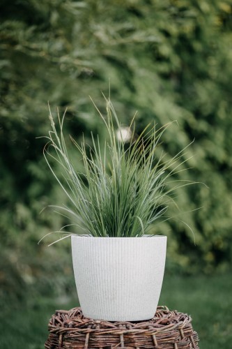 perlowka-orzesiona-melica-ciliata-zielonapara-sadzonka-duza-zdrowa-biale-wiechy-ozdobna-trawa