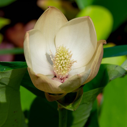 tulipanowiec-amerykanski-liriodendron-tulipifera-zielonapara-sadzonka-duza-zdrowa-zolto-pomarańczowe-kwiaty