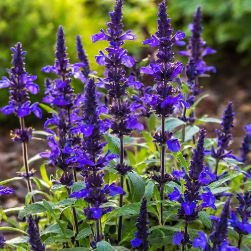 szalwia-omszona-midnight-purple-salvia-nemorosa-glebokofioletowe-kwiaty-wyraziste-kolosci-sadzonka-sadzonki-zielona-para-zielonapara