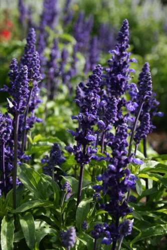 szalwia-omszona-midnight-purple-salvia-nemorosa-glebokofioletowe-kwiaty-wyraziste-kolosci-sadzonka-sadzonki-zielona-para-zielonapara