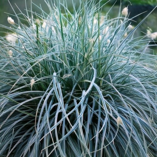 turzyca-prosowata-carex-panicea-pamira-zielonapara-sadzonka-duza-zdrowa-ozdobna-trawa