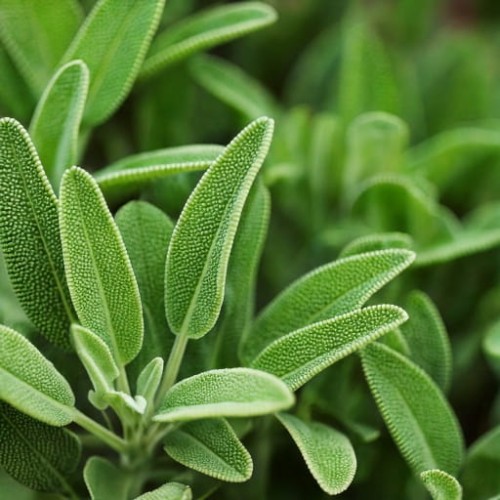 salwia-lekarska-salvia-officinalis-aromatyczna-srebrzyste-liscie-sadzonka-sadzonki-zielona-para-zielonapara