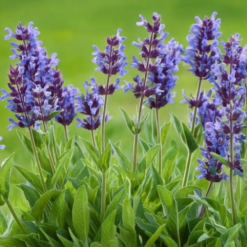 salwia-lekarska-salvia-officinalis-aromatyczna-srebrzyste-liscie-sadzonka-sadzonki-zielona-para-zielonapara