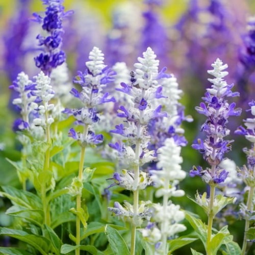 szalwia-omszona-salute-white-salvia-nemorosa-biale-kwiaty-kompaktowa-sadzonka-sadzonki-zielona-para-zielonapara