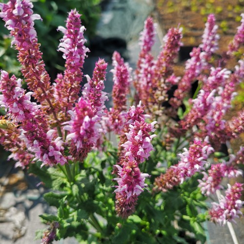 szalwia-omszona-salvia-nemorosa-midnight-rose-zielonapara-sadzonka-duza-zdrowa-rozowo-fioletowe-kwiaty