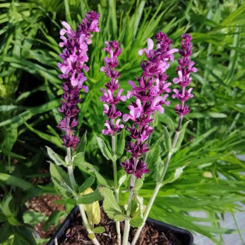 szalwia-omszona-salvia-nemorosa-midnight-rose-zielonapara-sadzonka-duza-zdrowa-rozowo-fioletowe-kwiaty