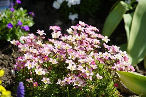 skalnica-mix-saxifraga-x-arendsii-rozne-kolory-kwiatow-bylina-na-skalki-sadzonka-sadzonki-zielona-para-zielonapara