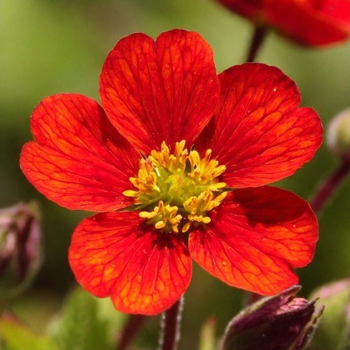 Pięciornik krwisty  Red