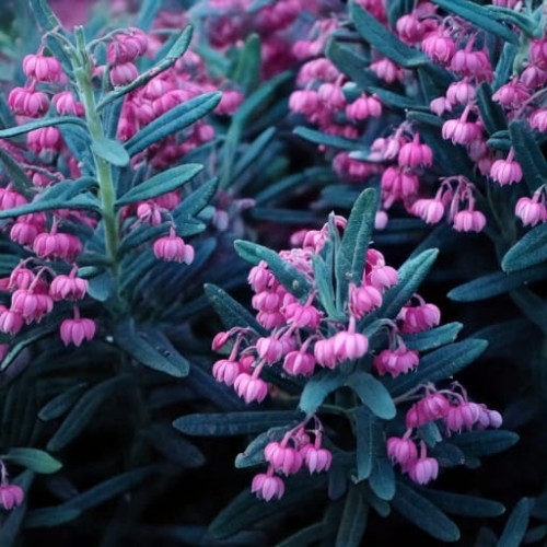 modrzewnica-pospolita-andromeda-polifolia-zielonapara-sadzonka-duza-zdrowa-rozowe-biale-kwiaty