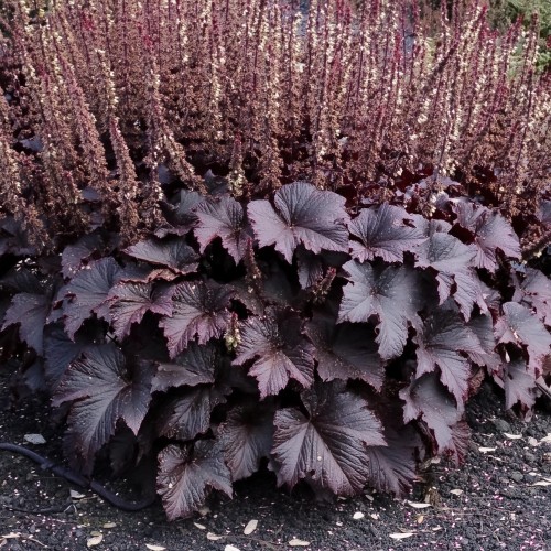 zurawka-heuchera-crimson-curls-zielonapara-sadzonka-duza-zdrowa-bordowe-poskręcane-liscie