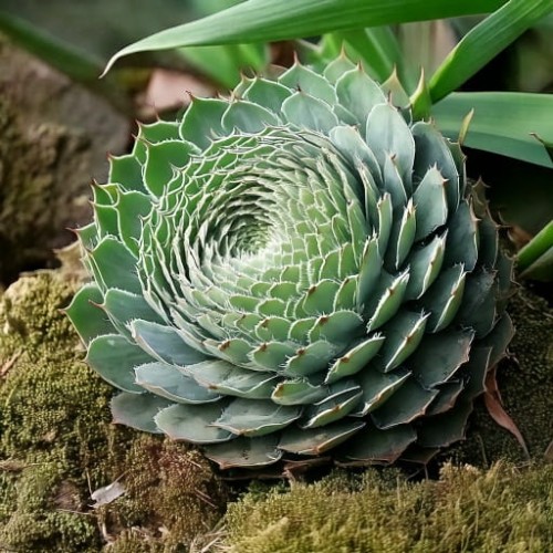 Rojnikowiec ciernisty