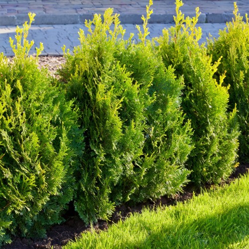 tuja-zachodnia-smaragd-gold-thuja-occidentalis-zlotawy-stozkowy-pokroj-zimozielona-odmiana-sadzonka-sadzonki-zielona-para-zielonapara