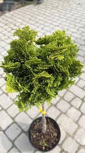tuja-zachodnia-smaragd-thuja-occidentalis-stozkowa-zielona-formowana-na-pniu-sadzonka-sadzonki-zielona-para-zielonapara