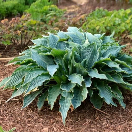 hosta-hybrid-waterslide-zielonapara-sadzonka-duza-zdrowa-pofalowane-niebieskozielone-liscie
