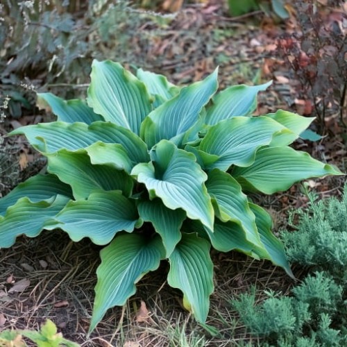 hosta-hybrid-waterslide-zielonapara-sadzonka-duza-zdrowa-pofalowane-niebieskozielone-liscie