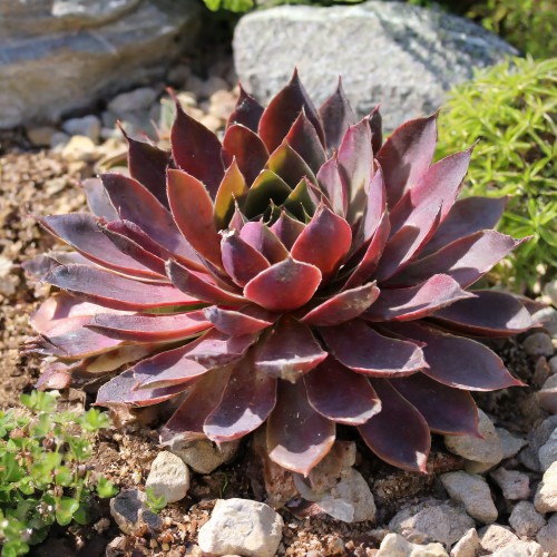 rojnik-granat-czerwone-rozety-sempervivum-zielona-para-sadzonki-jpg