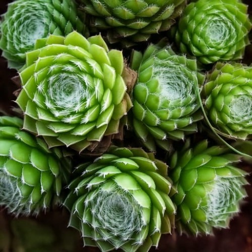 rojnik-sempervivum-sirius-zielonapara-sadzonka-duza-zdrowa-czerwone-rozety