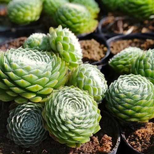 rojnik-sempervivum-sirius-zielonapara-sadzonka-duza-zdrowa-czerwone-rozety