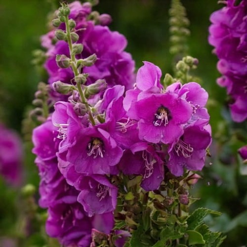 dziewanna-verbascum-sugar-plum-zielonapara-sadzonka-duza-zdrowa-fioletowe-kwiaty-zolty-srodek