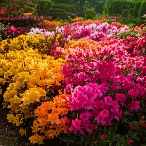 azalia-japonska-rhododendron-japonicum-mix-odmian-zielonapara-sadzonka-duza-zdrowa-rozne-kolory-kwiatow