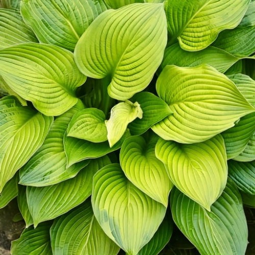 hosta-hybrid-age-of-gold-zielonapara-sadzonka-duza-zdrowa-zlocisto-zielone-liscie