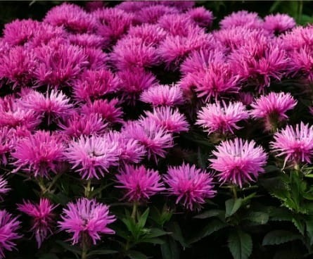 pysznoglowka-monarda-didyma-sugar-buzz-pink-frosting-zielonapara-sadzonka-duza-zdrowa-rozowe-kwiaty