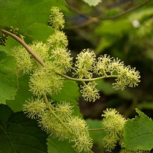 winorosl-pachnaca-vitis-riparia-tomek-zielonapara-sadzonka-duza-zdrowa-aromatyczne-owoce
