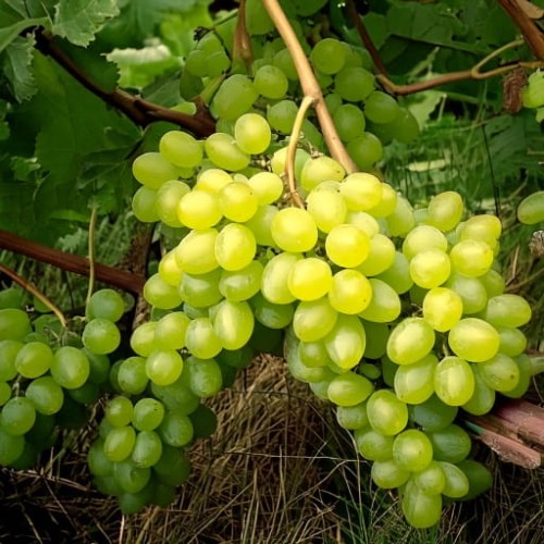 winorosl-vitis-vinifera-arkadia-zielonapara-sadzonka-duza-zdrowa-zolte-slodkie-owoce