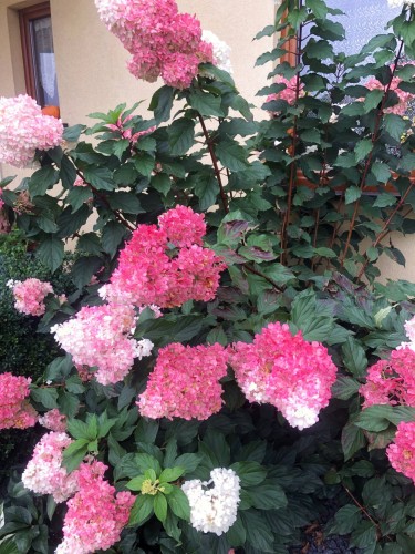 Hortensja bukietowa Living Colourful Cocktail