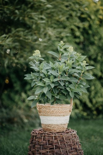 hortensja-bukietowa-hydrangea-paniculata-living-colourful-cocktail-zielonapara-sadzonka-duza-zdrowa-wielobarwne-kwiaty