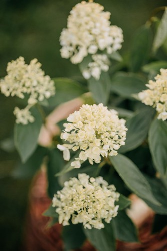 hortensja-bukietowa-hydrangea-paniculata-living-colourful-cocktail-zielonapara-sadzonka-duza-zdrowa-wielobarwne-kwiaty