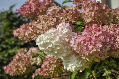 hortensja-bukietowa-hydrangea-paniculata-little-fresco-zielonapara-sadzonka-duza-zdrowa-bialo-zolte-kwiaty