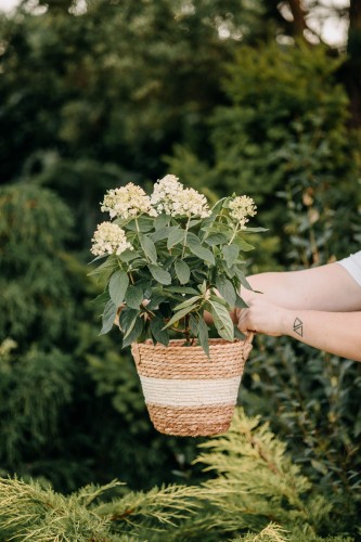 hortensja-bukietowa-hydrangea-paniculata-little-fresco-zielonapara-sadzonka-duza-zdrowa-bialo-zolte-kwiaty