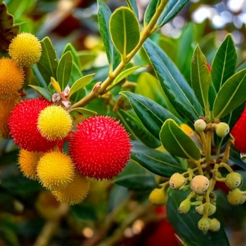 drzewo-truskawkowe-arbutus-unedo-rubra-zielonapara-sadzonka-duza-zdrowa-czerwone-owoce