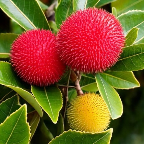 drzewo-truskawkowe-arbutus-unedo-rubra-zielonapara-sadzonka-duza-zdrowa-czerwone-owoce