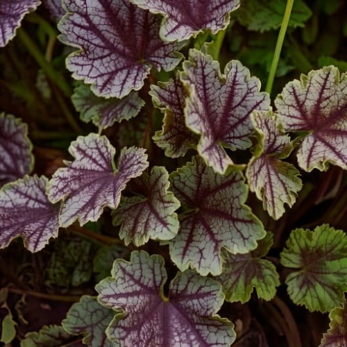 zurawka-heuchera-beauty-colour-zielonapara-sadzonka-duza-zdrowa-ozdobne-wielobarwne-liscie