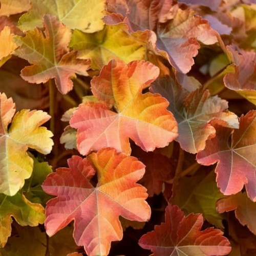 zurawka-heuchera-kassandra-zielonapara-sadzonka-duza-zdrowa-pomaranczowo-brazowe-liscie