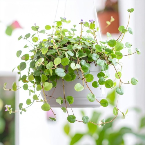 muehlenbeckia-muehlenbeckia-complexa-p9-zielonapara-sadzonka-duza-zdrowa-pnacz-ozdobne-liscie