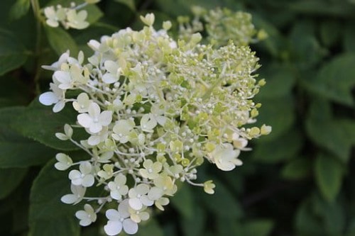 hortensja-bukietowa-hydrangea-paniculata-bobo-ilvobo-zielonapara-sadzonka-duza-zdrowa-biale-rozowe-kwiaty .jpg